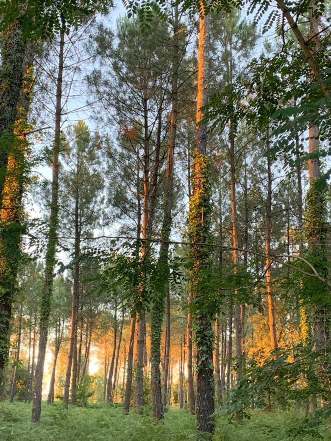 L Estanguet Maison Octogonale En Foret Rion-Des-Landes Exteriér fotografie